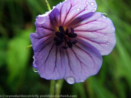 A Storksbill