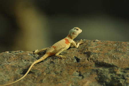 An Agama, Dhofar, Oman