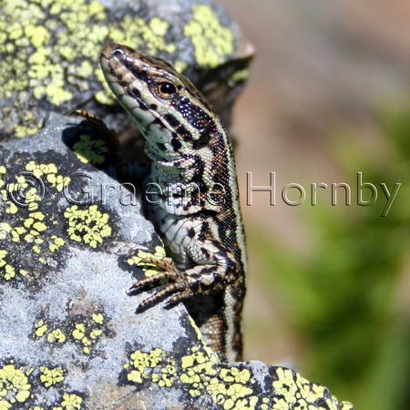 Rock Lizard, Pyrenees Mountains