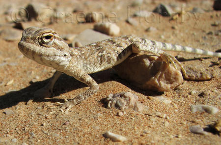 Toad-Headed Agama, desert, UAE