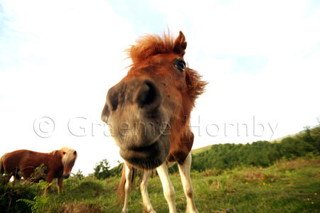 Pyrenean Horses