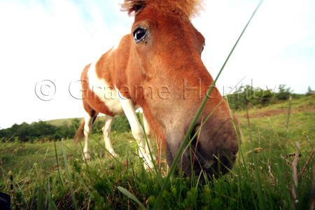 Pyrenean Horses