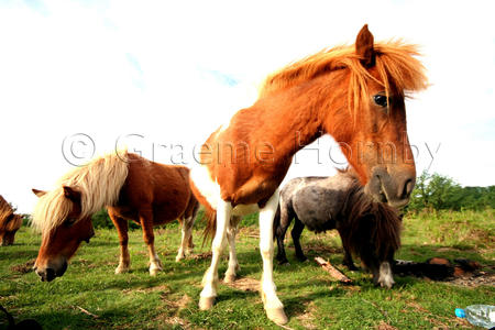 Pyrenean Horses