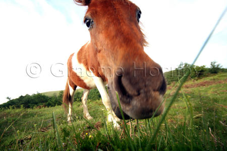 Pyrenean Horses
