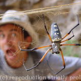 spider, Tawi Attair sinkhole