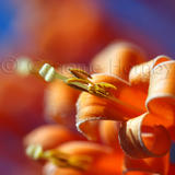 Flora, Kerala, India