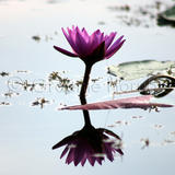 Lilly, Kerala, India