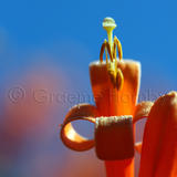 Flora, Kerala, India