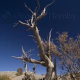 Dead Mountain Olive Tree, Oman