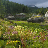 Alpin Flora, Julian Alps, Slovenia