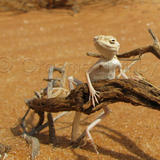 untitled-IBxymipL6jR