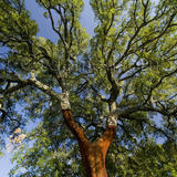 Stripped Cork Oak, Andalucia