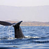 Humpback Whale Fluke, Halaniyat Islands, Southern Oman