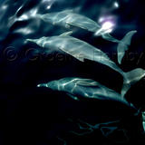 untitled-ank60D77DyB