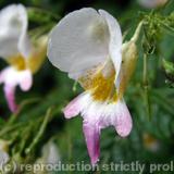 Balsam (Impatiens)