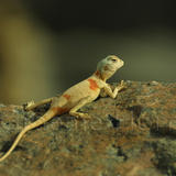 An Agama, Dhofar, Oman