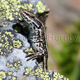 Rock Lizard, Pyrenees Mountains