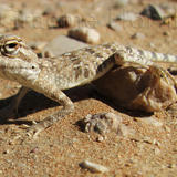 Toad-Headed Agama, desert, UAE