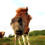 Pyrenean Horses