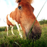 Pyrenean Horses