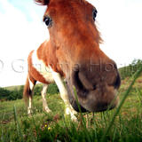 Pyrenean Horses