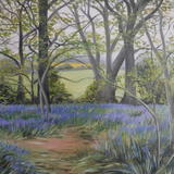 Pamphill Bluebells
