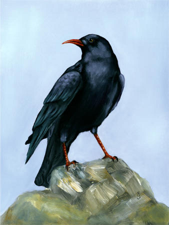 Cornish Chough