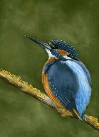 Kingfisher 2