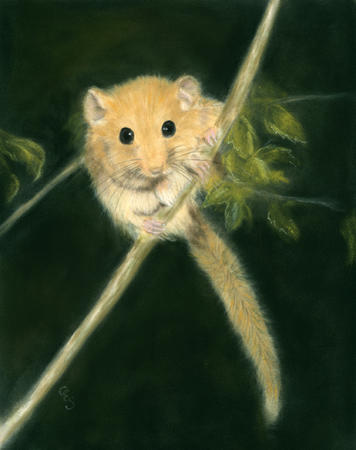 dormouse