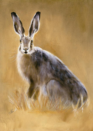 Brown Hare