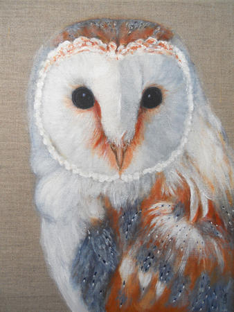 Barn Owl