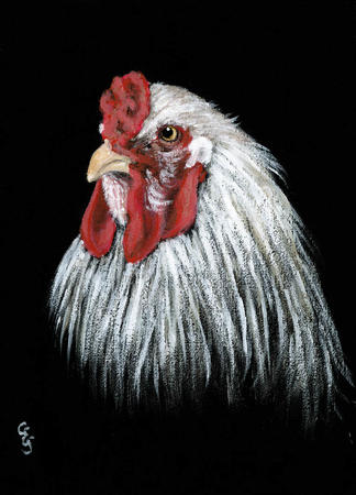 Cockerel Head