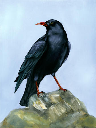 Chough