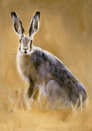 Brown hare