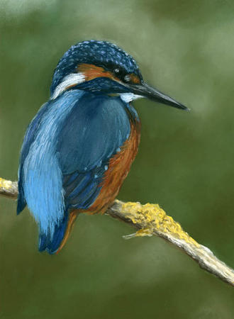 Kingfisher