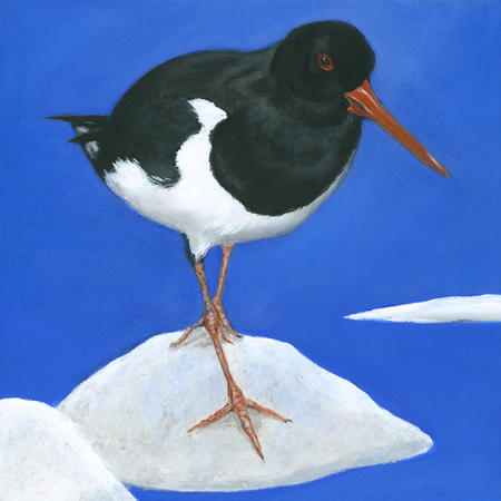 Oyster Catcher 2