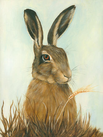Brown Hare