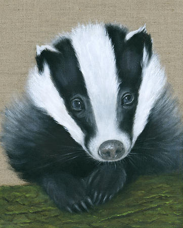 Badger Cub