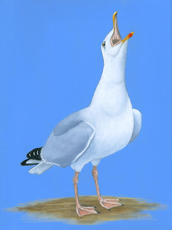 Sea Gull Oggy Oggy