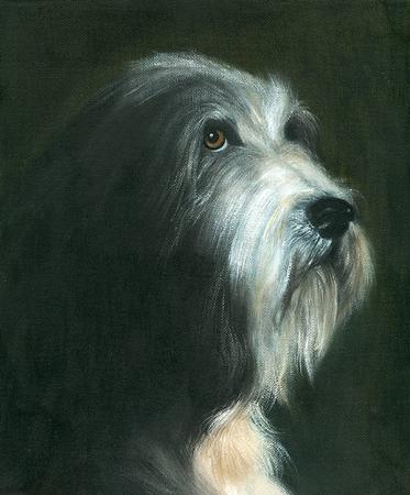 Bearded Collie