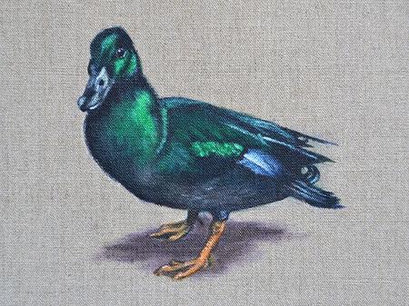 Duck Black East India