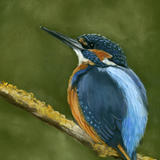 Kingfisher 2