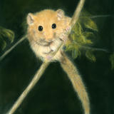 dormouse
