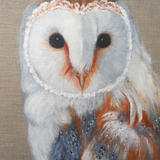Barn Owl