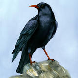 Chough