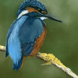 Kingfisher