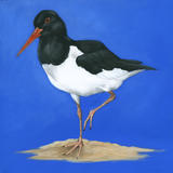Oyster Catcher 1