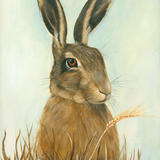 Brown Hare