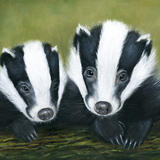 Badger Couple