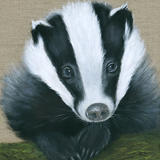 Badger Cub
